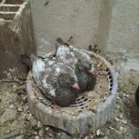 پرنده