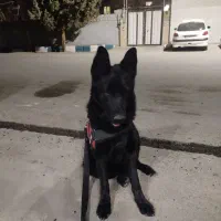 سگ ژرمن بلک