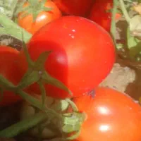 گوجه|خوردنی و آشامیدنی|گتوند, |دیوار