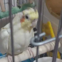 پرنده گمشده