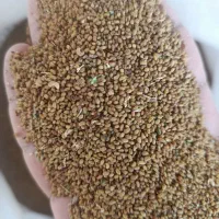 بذر یونجه