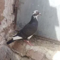 گفتر|پرنده|شوسف, |دیوار