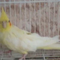 عروس هلندی