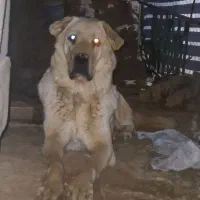 ماده طلا شکم طلا خوش تیپ و استایل