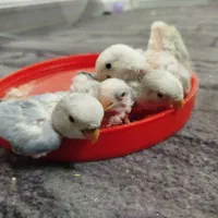 جوجه کوتوله سرلاکی