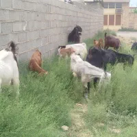 بزهای جوان وجنس