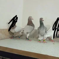 سارسرور