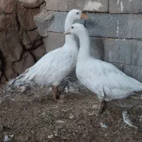 غاز نروماده