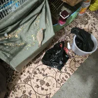 فروش عروس هلندی و فنچ