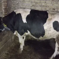 گوساله نربرای قربانی ودامازلخ