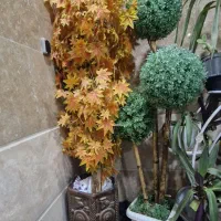 درختچه