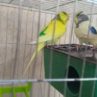 مرغ عشق  نر وماده