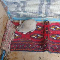 خرگوش|موش و خرگوش|اسلام‌‌آباد غرب, |دیوار