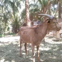نر مورسیا