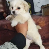 سگ پامر اشپیتز ماده با وسایل