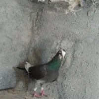 دوتا ماده پلاکی روزگاری