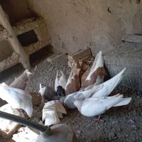 کبوتر|پرنده|زبرخان, |دیوار