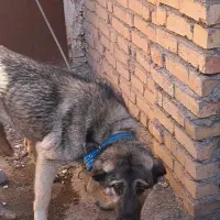 سگ پژدر سراب سالم معاوضه با پاکوتاه