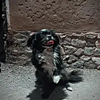 سگ پاکوتاه
