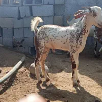 کهر نر