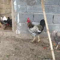خروس