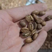 فروش دان قهوه عمده و پودریجات و قهوه فوری