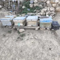 زنبور عسل
