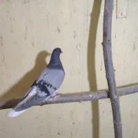 مفلق کناری تر آماده آفتاب دادن