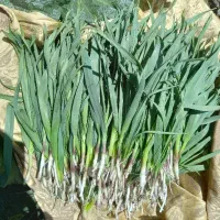 تره کوهی ، شورک ، والک ، ریواس