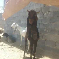 پازن پاکستانی پلنگی  باازمایش خون  ژنتیک دار