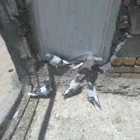 کبوتر