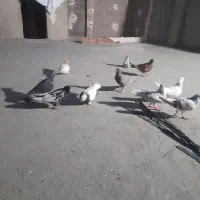 کفتر صید