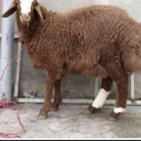 گوسفند. پرند حومه