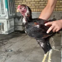 خروس هندی مرغ‌افغان