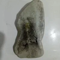 سنگ‌شجر