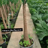 ۵۰۰ عدد یوکا سطل ۱۰ ۱ مترو ۵۰ سانت ارتفاع