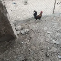 خروس