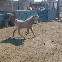 نربز یک سال