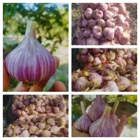 سیر قرمز بشاگرد