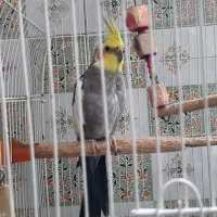 عروس هلندی دستی جفت مولد