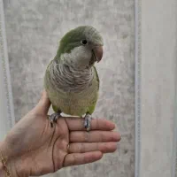طوطی راهب ماده