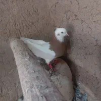 کبوترطوقی