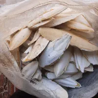 کف دریا