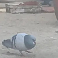خرقه دمگیر