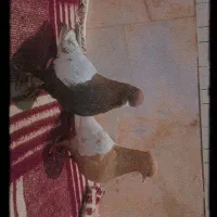 جفت سینه زرد