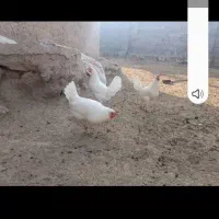 مرغ سفید تخم گذار