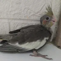 جوجه عروس گلباقالی