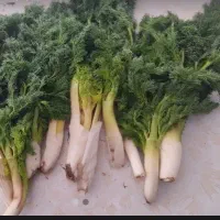 جاشیر شیرین