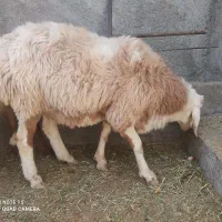 بره