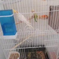 عروس هلندی لوتینو مولد با 3 تا جوجه